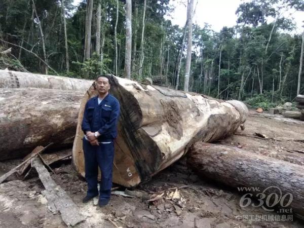 R.Machiavelli林场的木材每根的直径将近2米,单体重量都在15吨左右